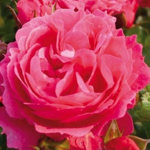 Rosa Moin Moin ® - rosa - zwergrosen